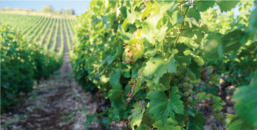 Élelmiszeripari gázok a borászatban